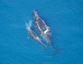 right-whale-and-calf.jpg right-whale-and-calf.jpg